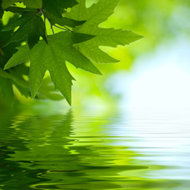 Green Leaf