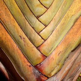 palm leaves