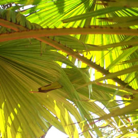 Sun through leaves
